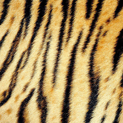 Animalic Perfumes
