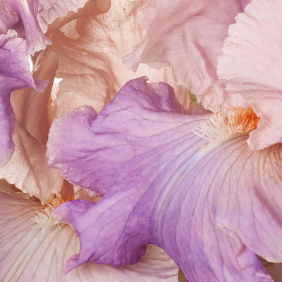 Floral Perfumes
