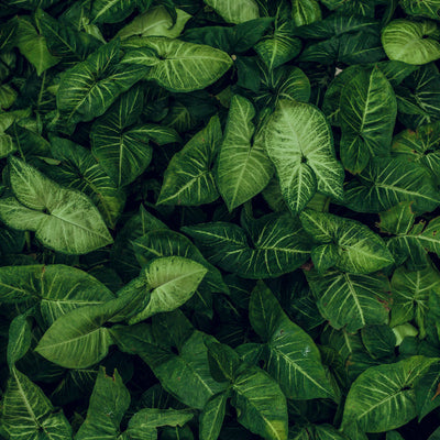 Green Perfumes
