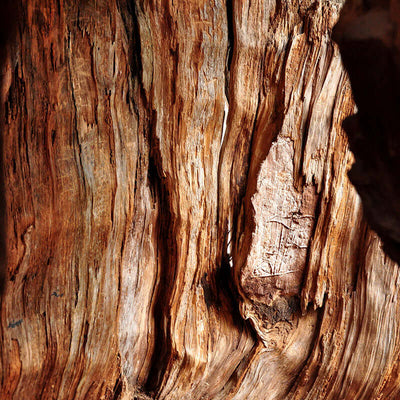 Woody Perfumes