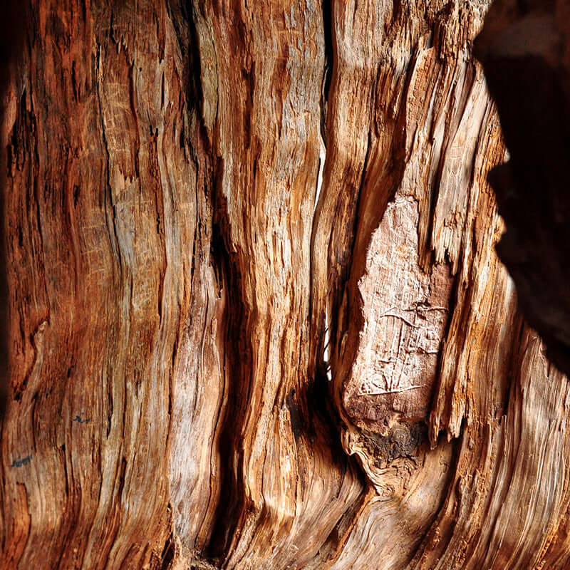 Woody Perfumes